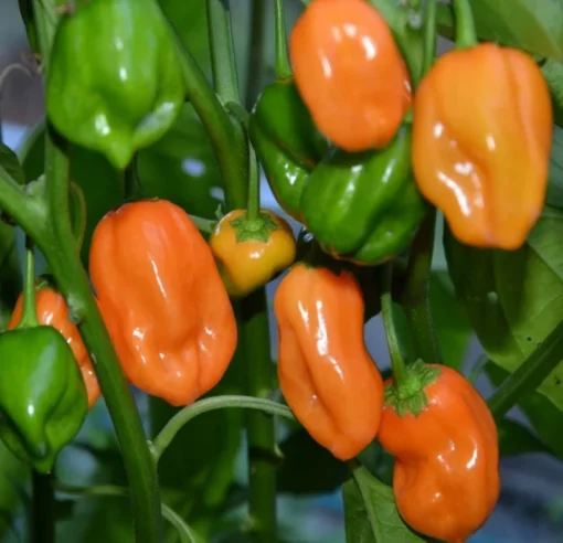 2 Orange Habanero Pepper Plants 4-7" Tall in a Pot - Hot Pepper Plants - Spicy Heirloom Variety