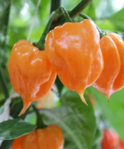 2 Orange Habanero Pepper Plants 4-7" Tall in a Pot - Hot Pepper Plants - Spicy Heirloom Variety