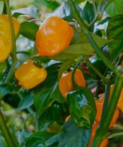 2 Orange Habanero Pepper Plants 4-7