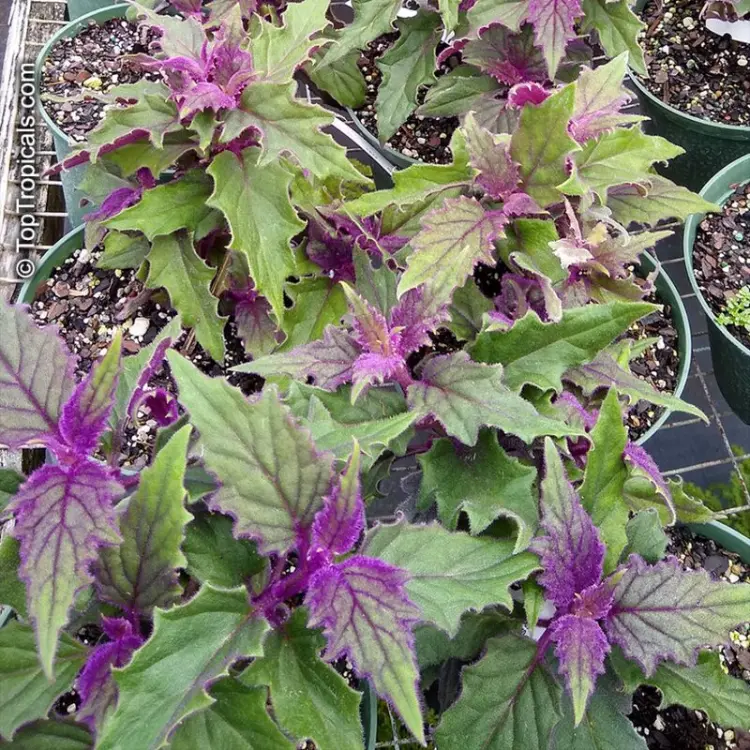 2 Purple Passion Plants Live for Planting in a Pot, Gynura Aurantiaca Purple Velvet Passion Live Plants, 4-9 Inc Height , Royal Velvet Plant Indoor