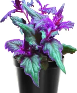 2 Purple Passion Plants Live for Planting in a Pot, Gynura Aurantiaca Purple Velvet Passion Live Plants, 4-9 Inc Height , Royal Velvet Plant Indoor