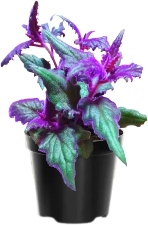 2 Purple Passion Plants Live for Planting in a Pot, Gynura Aurantiaca Purple Velvet Passion Live Plants, 4-9 Inc Height , Royal Velvet Plant Indoor