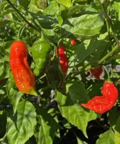 2 Red Ghost Pepper Plants in a Pot, Live Hot Pepper Plants 4 to 9 Inches Tall, Very Hot Pepper Live Plants, Vegetable Plants, Chili Plants, Hot Pepper Plants