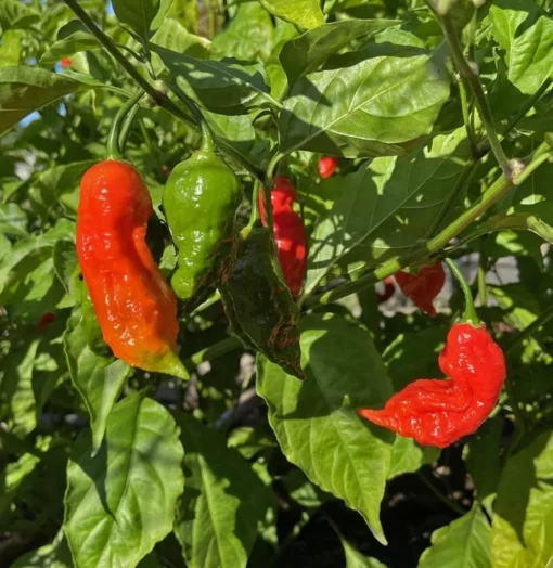 2 Red Ghost Pepper Plants in a Pot, Live Hot Pepper Plants 4 to 9 Inches Tall, Very Hot Pepper Live Plants, Vegetable Plants, Chili Plants, Hot Pepper Plants