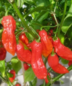2 Red Ghost Pepper Plants in a Pot, Live Hot Pepper Plants 4 to 9 Inches Tall, Very Hot Pepper Live Plants, Vegetable Plants, Chili Plants, Hot Pepper Plants