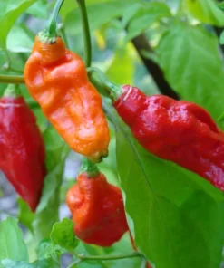 2 Red Ghost Pepper Plants in a Pot, Live Hot Pepper Plants 4 to 9 Inches Tall, Very Hot Pepper Live Plants, Vegetable Plants, Chili Plants, Hot Pepper Plants