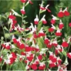 2 White Pink Salvia Plants - Live Sage Flowers - Perennial in 4 Inch Pot