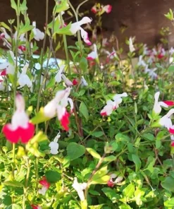 2 White Pink Salvia Plants - Live Sage Flowers - Perennial in 4 Inch Pot