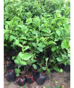 Pink Guava Plant – Sweet Fruit Live Plant – 6-8 inch Tall
