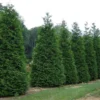 25 Green Giant Arborvitae Trees 6-12" Tall in 2.5" Pots - Thuja plicata - Privacy