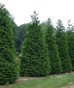 25 Green Giant Arborvitae Trees 6-12" Tall in 2.5" Pots - Thuja plicata - Privacy