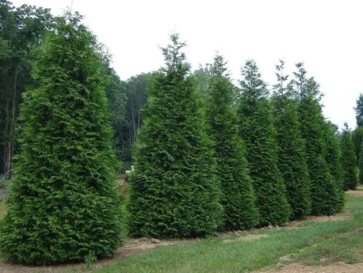 25 Green Giant Arborvitae Trees 6-12" Tall in 2.5" Pots - Thuja plicata - Privacy