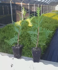 25 Green Giant Arborvitae Trees 6-12" Tall in 2.5" Pots - Thuja plicata - Privacy