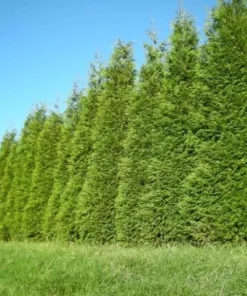 25 Green Giant Arborvitae Trees 6-12