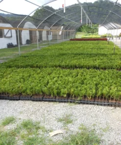 25 Green Giant Arborvitae Trees 6-12