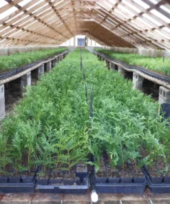 25 Green Giant Arborvitae Trees 6-12