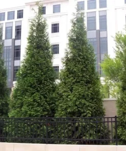 25 Green Giant Arborvitae Trees 6-12