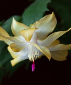 Yellow Christmas Cactus Set – 3” Starter Plants – Holiday