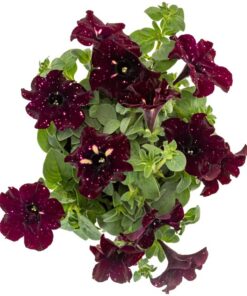 Petunia Starry Sky Burgundy Live Plant 4-6 in Tall Flower