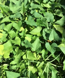 5 Okinawa Purple Sweet Potato Plants in a Cup – Purple Sweet Potato Plants – Organic