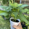 5 Okinawa Purple Sweet Potato Plants in a Cup – Purple Sweet Potato Plants – Organic