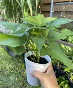 5 Okinawa Purple Sweet Potato Plants in a Cup – Purple Sweet Potato Plants – Organic