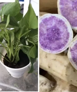 5 Okinawa Purple Sweet Potato Plants in a Cup - Purple Sweet Potato Plants - Organic