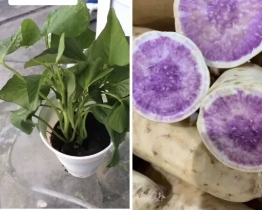 5 Okinawa Purple Sweet Potato Plants in a Cup - Purple Sweet Potato Plants - Organic