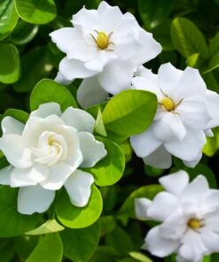 Frostproof Jasmine Plant Starter – Fragrant Cold Hardy Vine