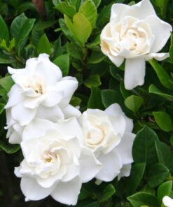 Frostproof Jasmine Plant Starter – Fragrant Cold Hardy Vine