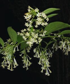 Night Blooming Jasmine Plant – 4-6 Inches Live Plant – No Pot