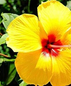 Fiesta Hibiscus Plant Live, 6-8 Inch Tall Tropical Hibiscus