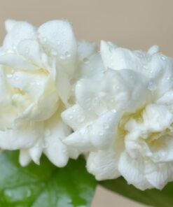 Duke of Tuscany Jasmine Plant – Double Blooms – 4″ Starter Plant Fragrant