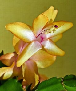 Yellow Christmas Cactus Set – 3” Starter Plants – Holiday