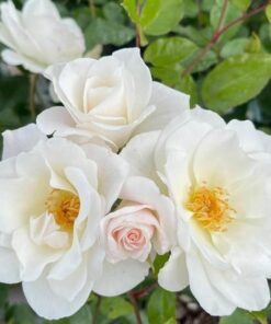 White Rose Bush Starter Plant Fragrant Climbing Rose Unpotted Well-Rooted