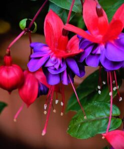Purple Fuchsia Plant Live Fuchsia Flower Plant 5-7 Inch Blooming Beauty