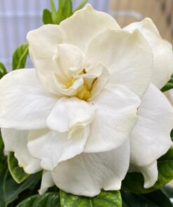 Frostproof Jasmine Plant Starter – Fragrant Cold Hardy Vine