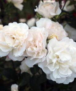 White Rose Bush Starter Plant Fragrant Climbing Rose Unpotted Well-Rooted
