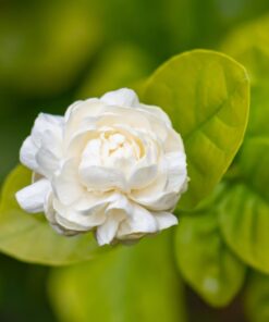 Duke of Tuscany Jasmine Plant – Double Blooms – 4″ Starter Plant Fragrant