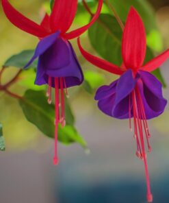 Purple Fuchsia Plant Live Fuchsia Flower Plant 5-7 Inch Blooming Beauty