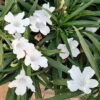 White Mexican Petunia Plant – Elegant Blooms Drought Tolerant