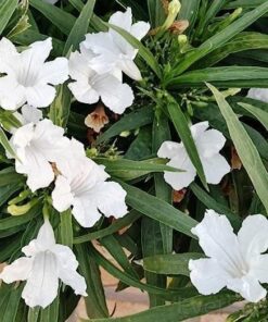 White Mexican Petunia Plant – Elegant Blooms Drought Tolerant