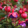 Purple Fuchsia Plant Live Fuchsia Flower Plant 5-7 Inch Blooming Beauty