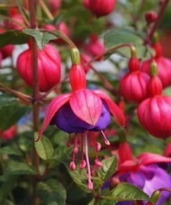 Purple Fuchsia Plant Live Fuchsia Flower Plant 5-7 Inch Blooming Beauty