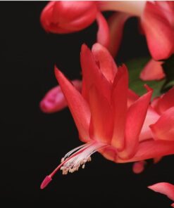 Red Christmas Cactus Set of 2 Live Plants Easy to Grow Indoor/Outdoor