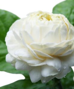 Duke of Tuscany Jasmine Plant – Double Blooms – 4″ Starter Plant Fragrant