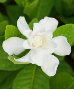 Frostproof Jasmine Plant Starter – Fragrant Cold Hardy Vine