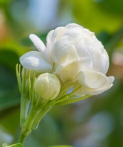 Duke of Tuscany Jasmine Plant – Double Blooms – 4″ Starter Plant Fragrant