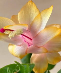 Yellow Christmas Cactus Set – 3” Starter Plants – Holiday
