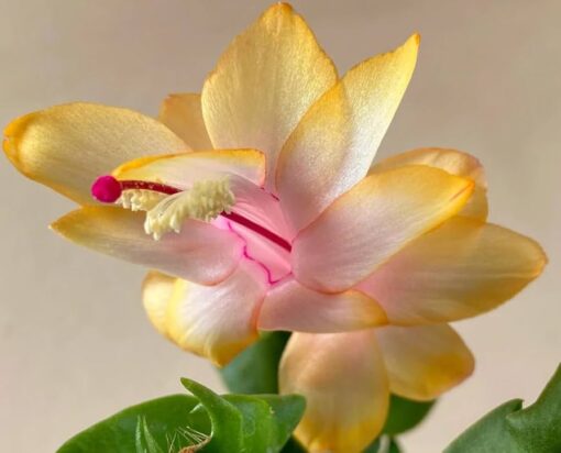Yellow Christmas Cactus Set – 3” Starter Plants – Holiday